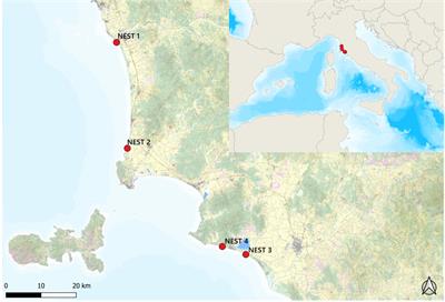 Could persistent organic pollutants affect future generations of sea turtles by maternal transfer? First results for Caretta caretta nests along the North-Western coast of Italy